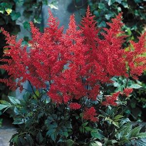astilbe japonica red sentinel